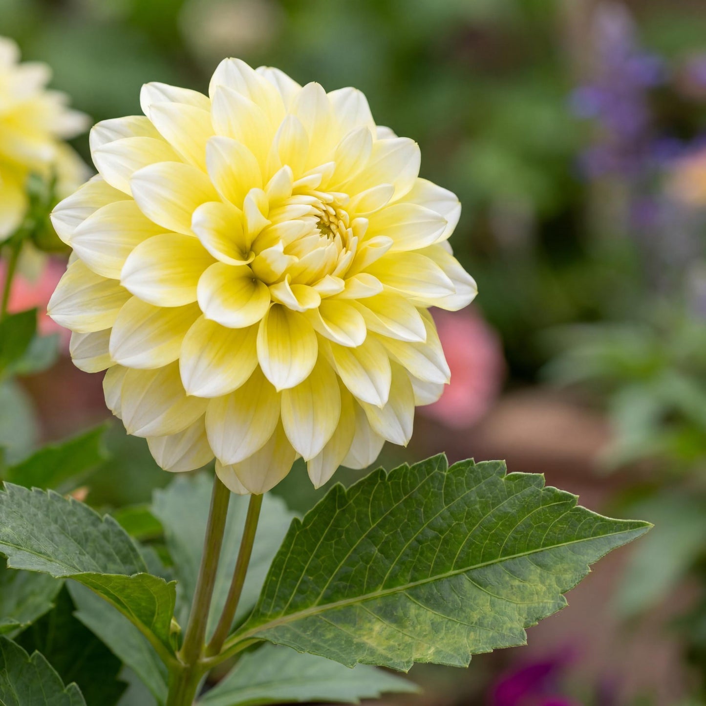 Lemon Cherie Dahlia