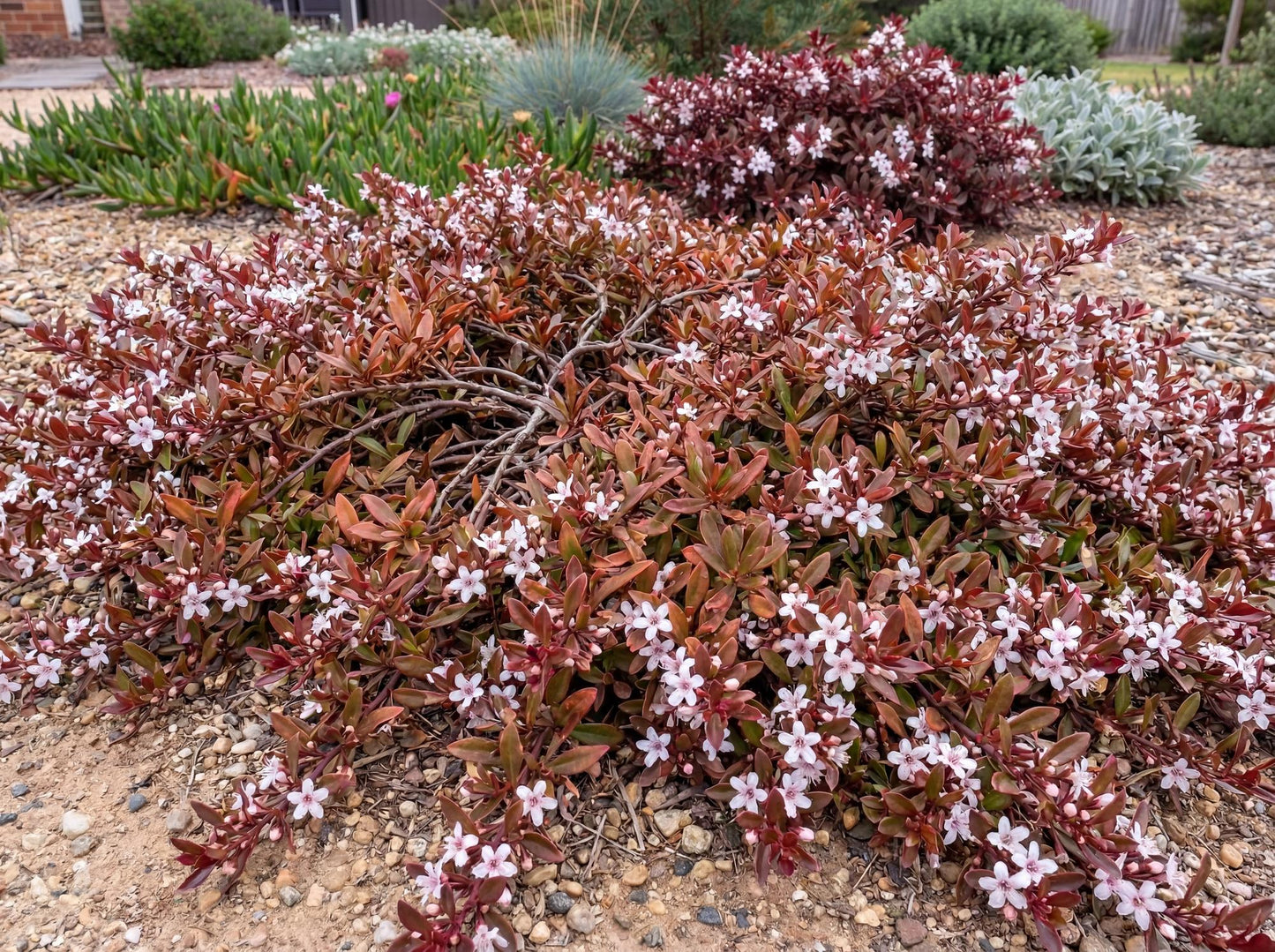 Red Leaf Groundcover Myoporum