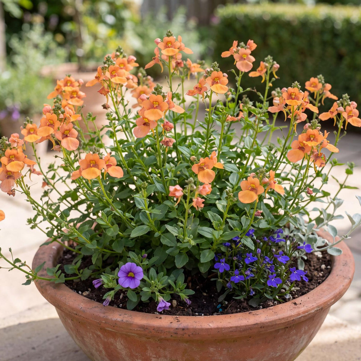 Plus Apricot Twinspur in a 4-inch pot, with apricot-orange flowers covering a dense, even green mound.