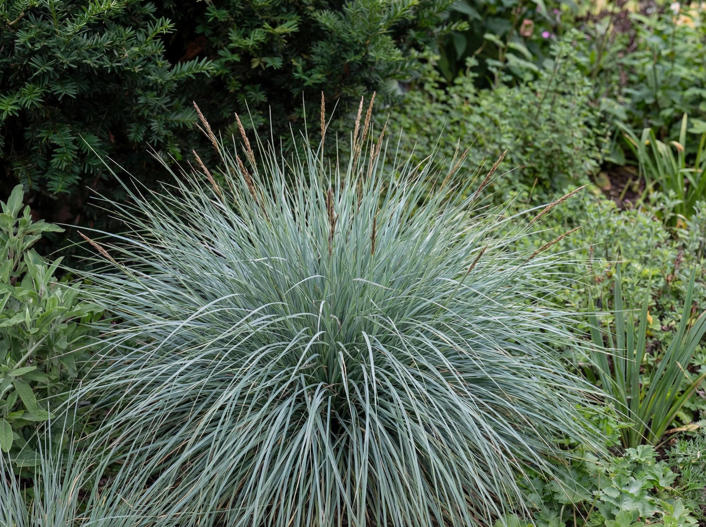 Silver Blue Leaf Carex