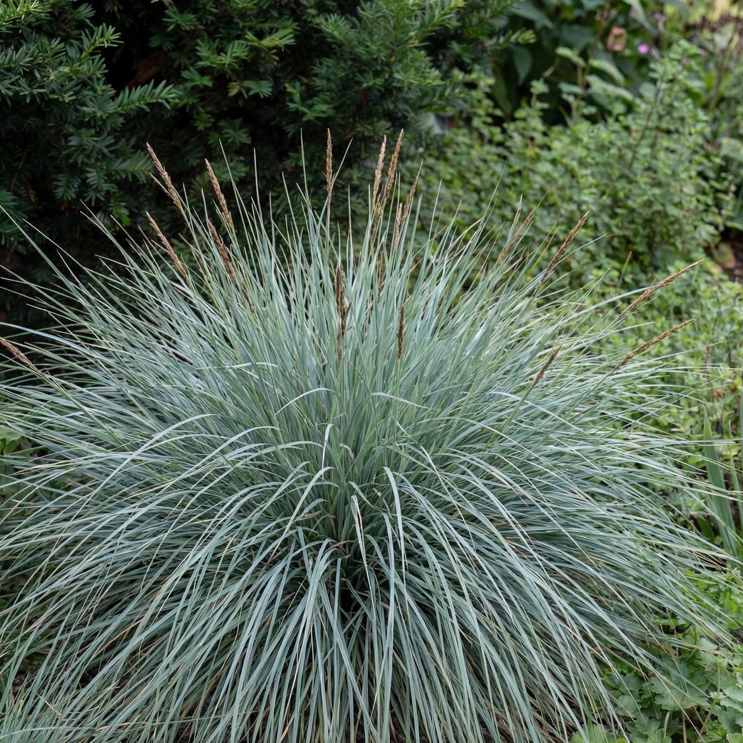 Silver Blue Leaf Carex