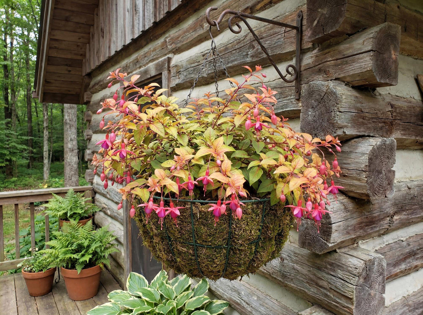 Autumnale Trailing Fuchsia