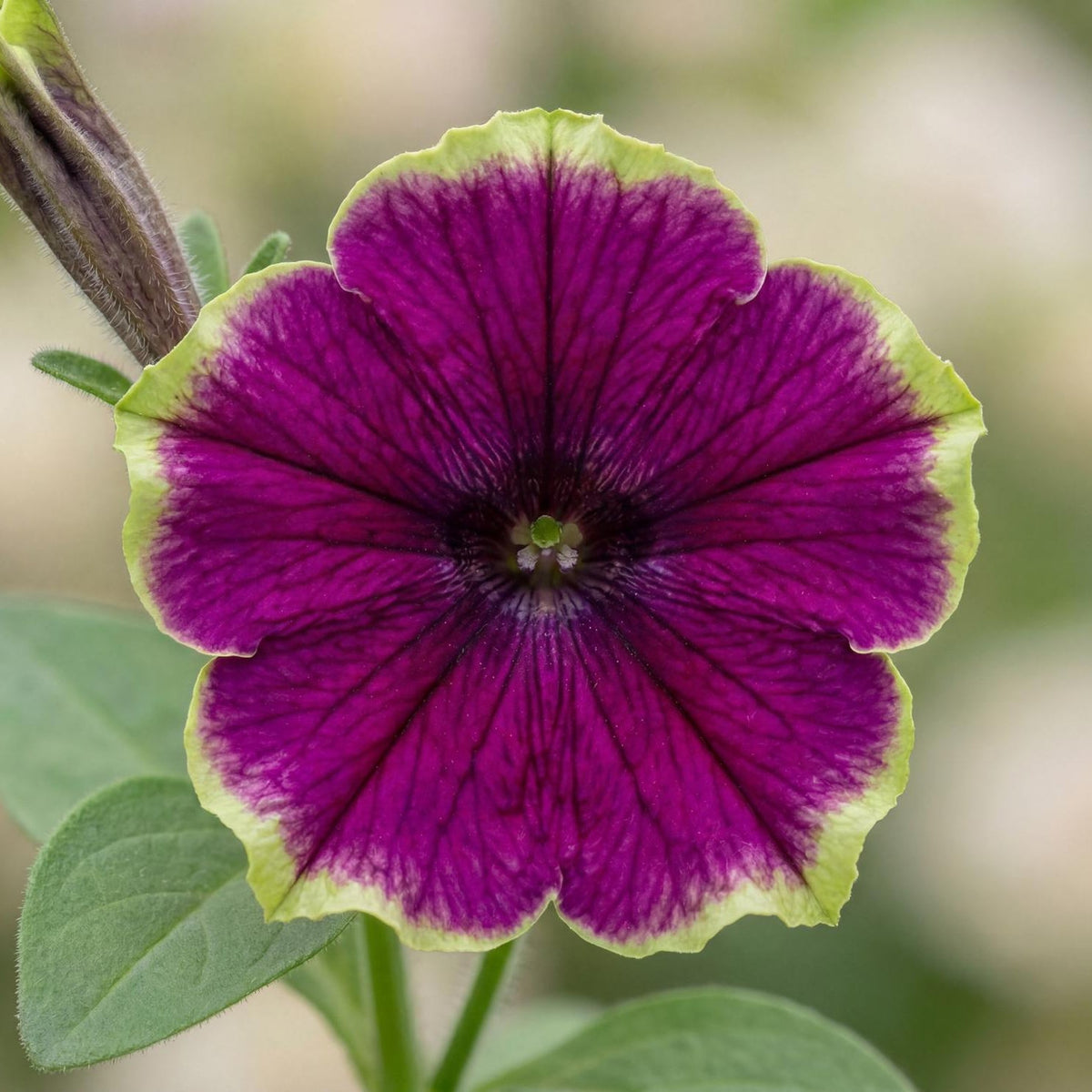 Little Picasso Petunia