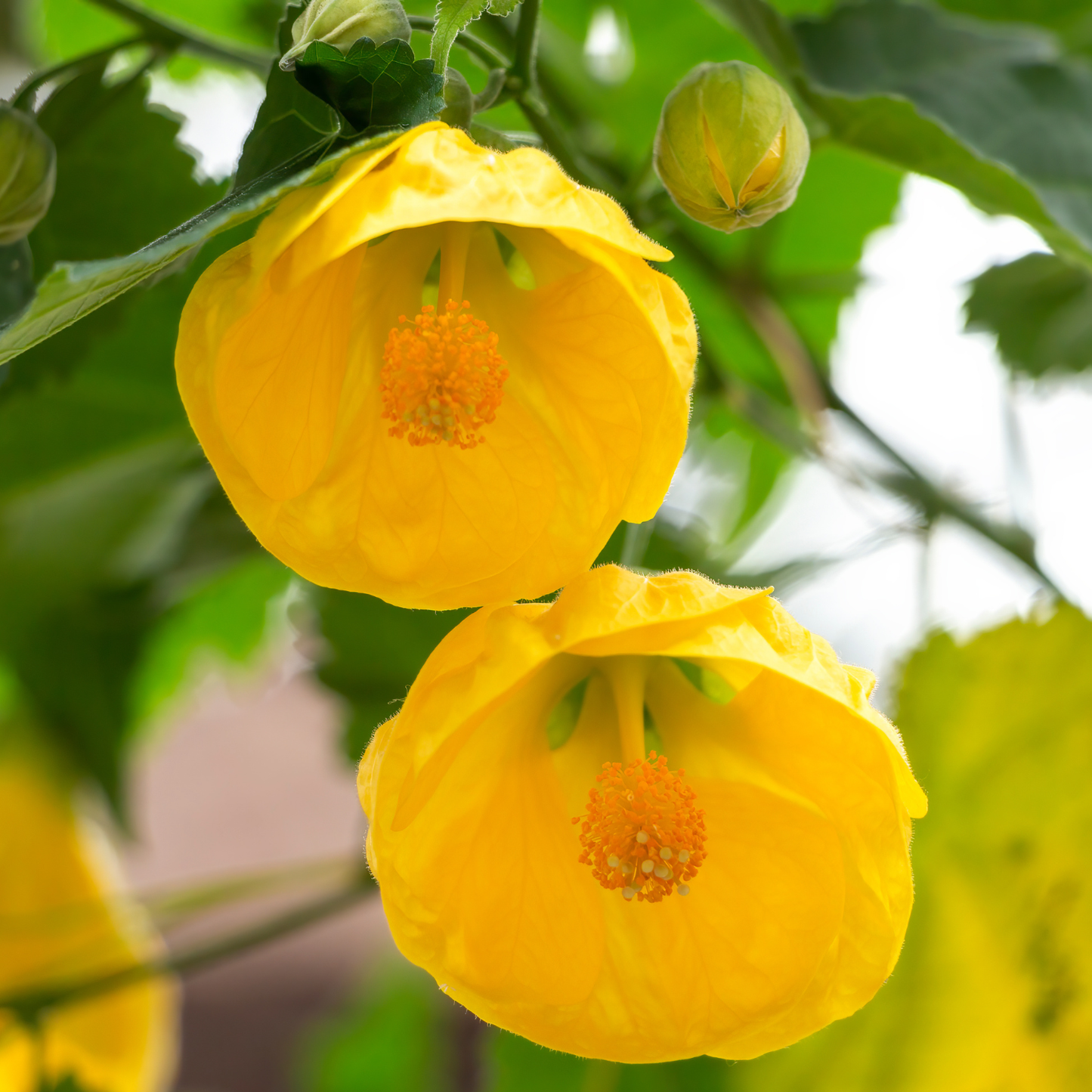 Lucky Lantern Yellow Abutilon