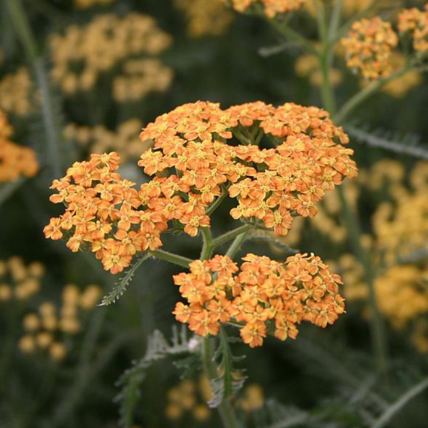 Terracotta Yarrow