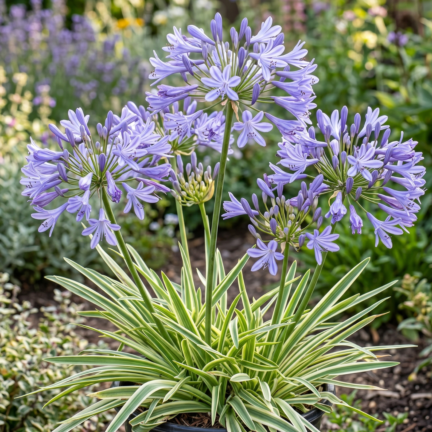 Tinker Bell Lily of the Nile
