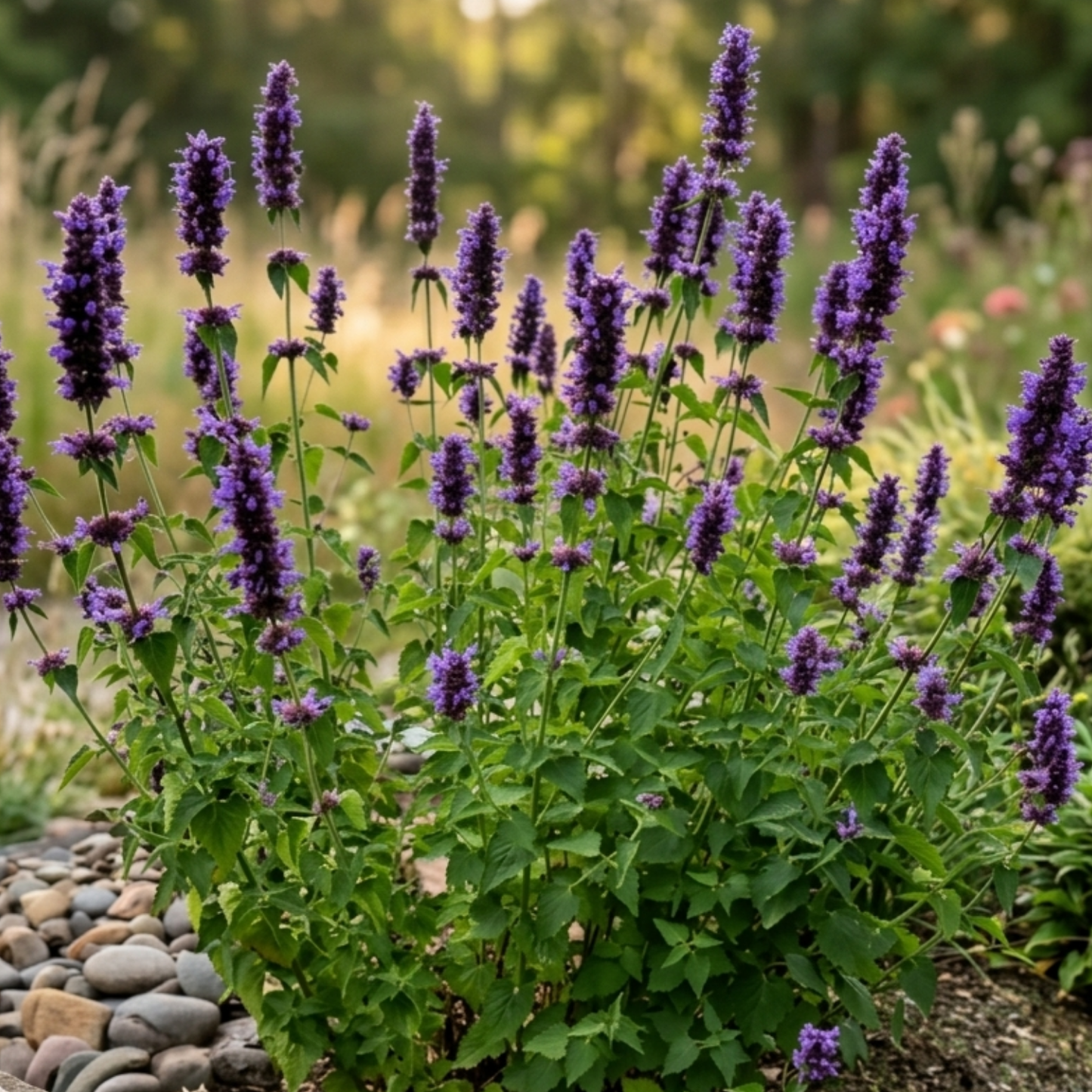 Blue Boa Agastache