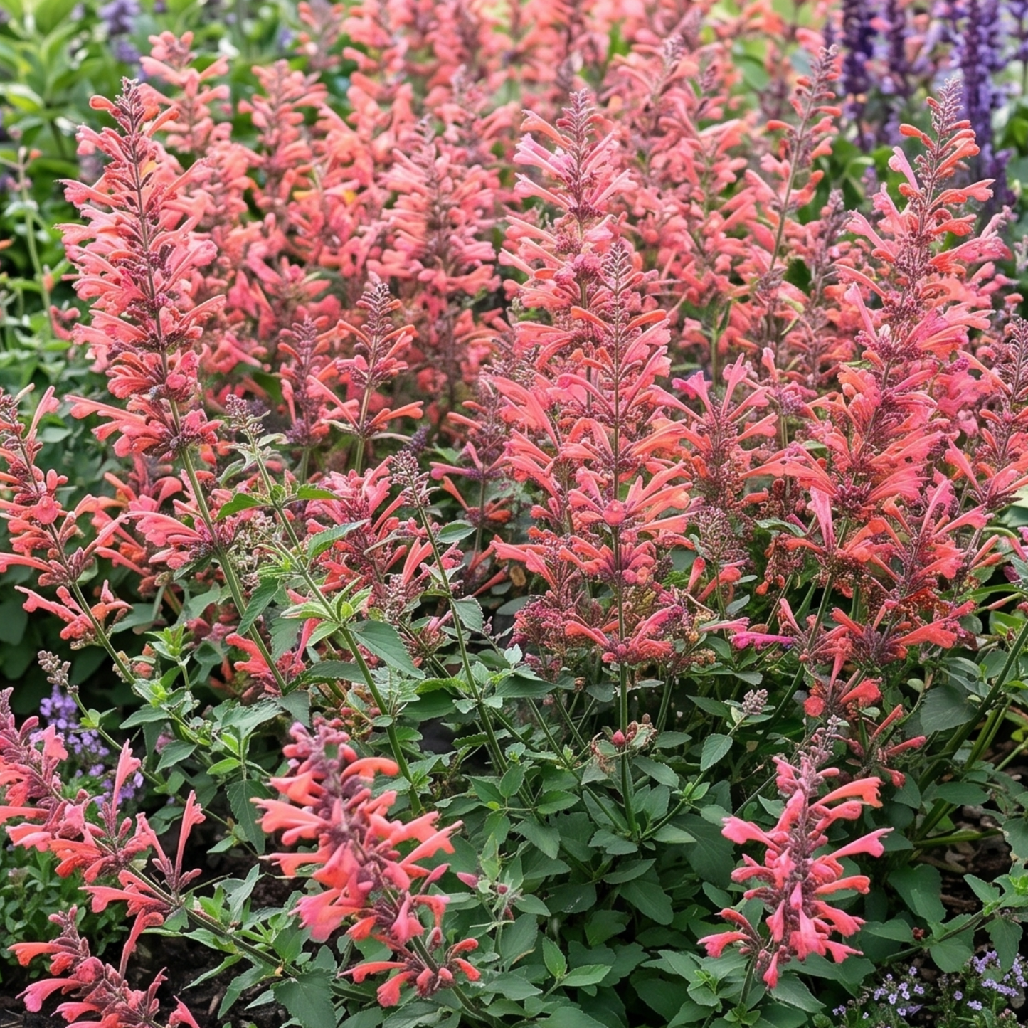 Kudos Coral Hyssop