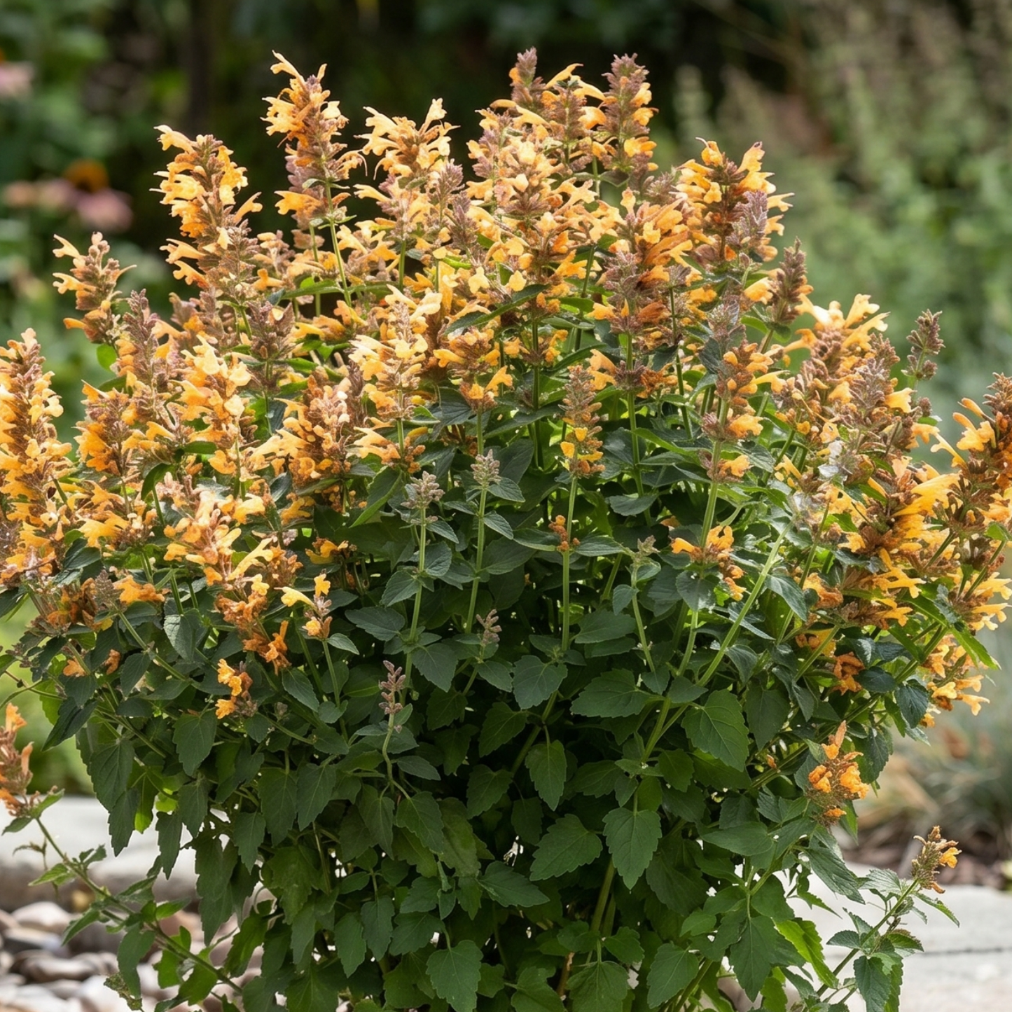 Sunrise Orange Agastache