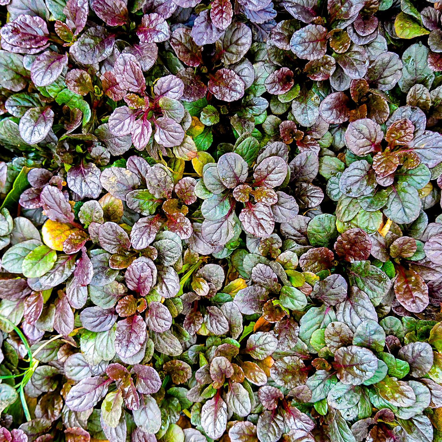 Bronze Beauty Bugleweed