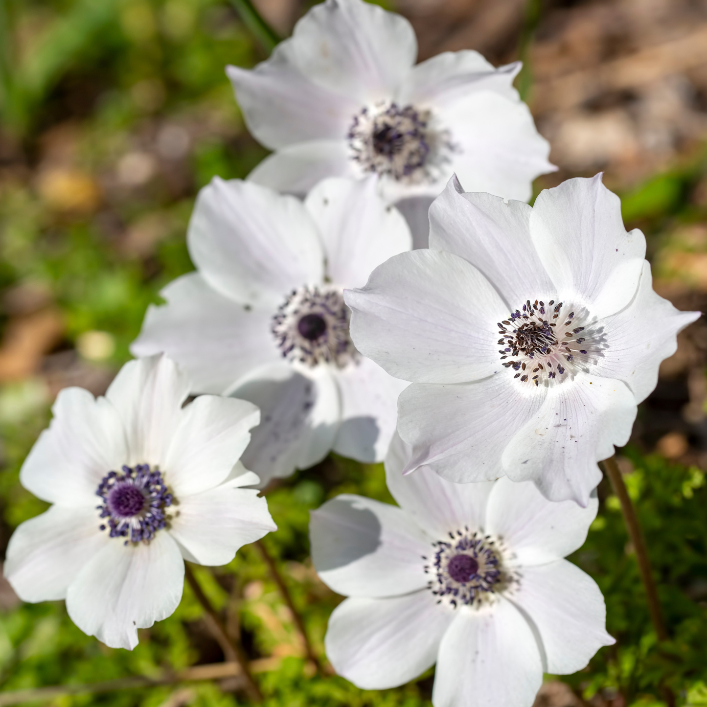 Rainbow Albino White Poppy Anemone