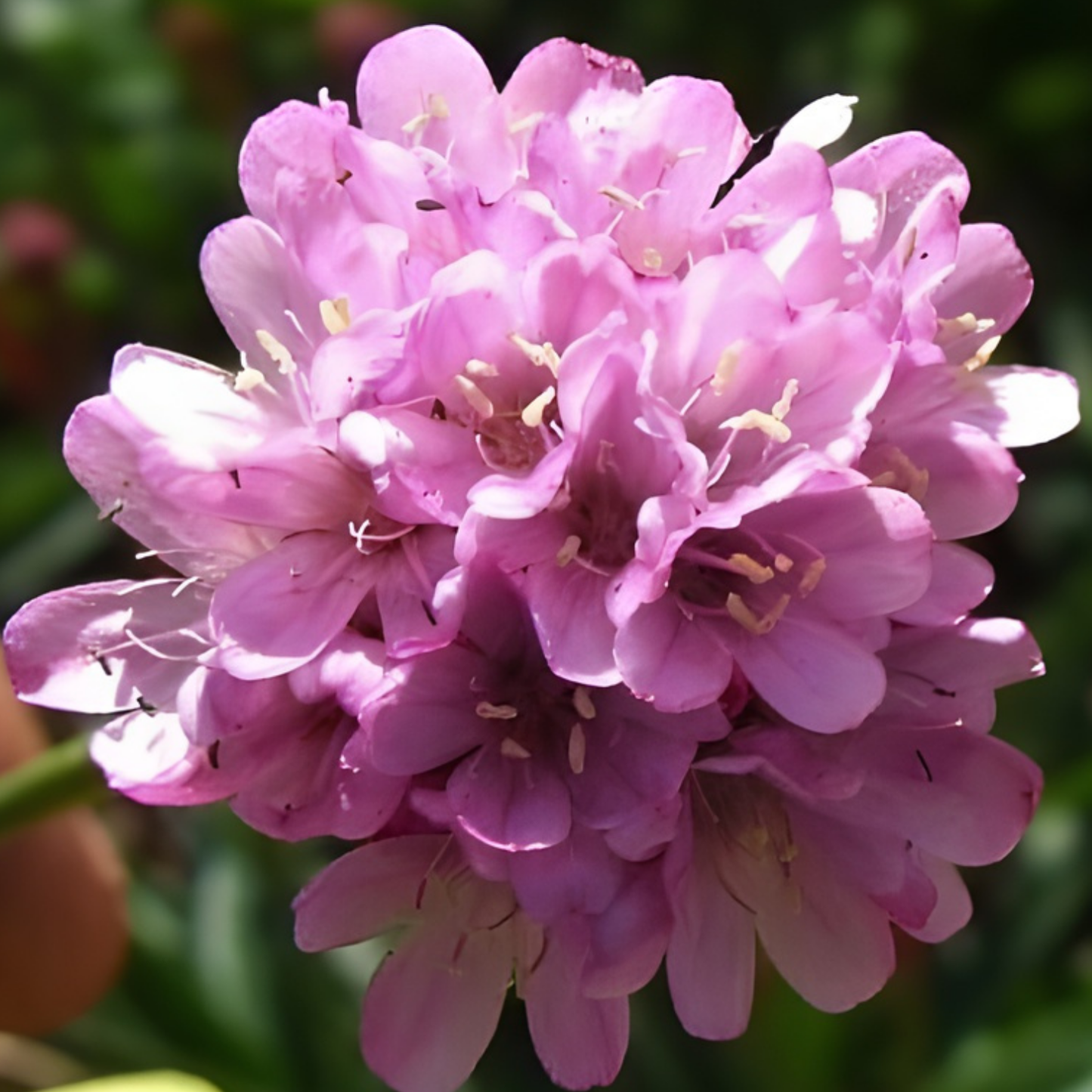 Plantain Thrift Armeria