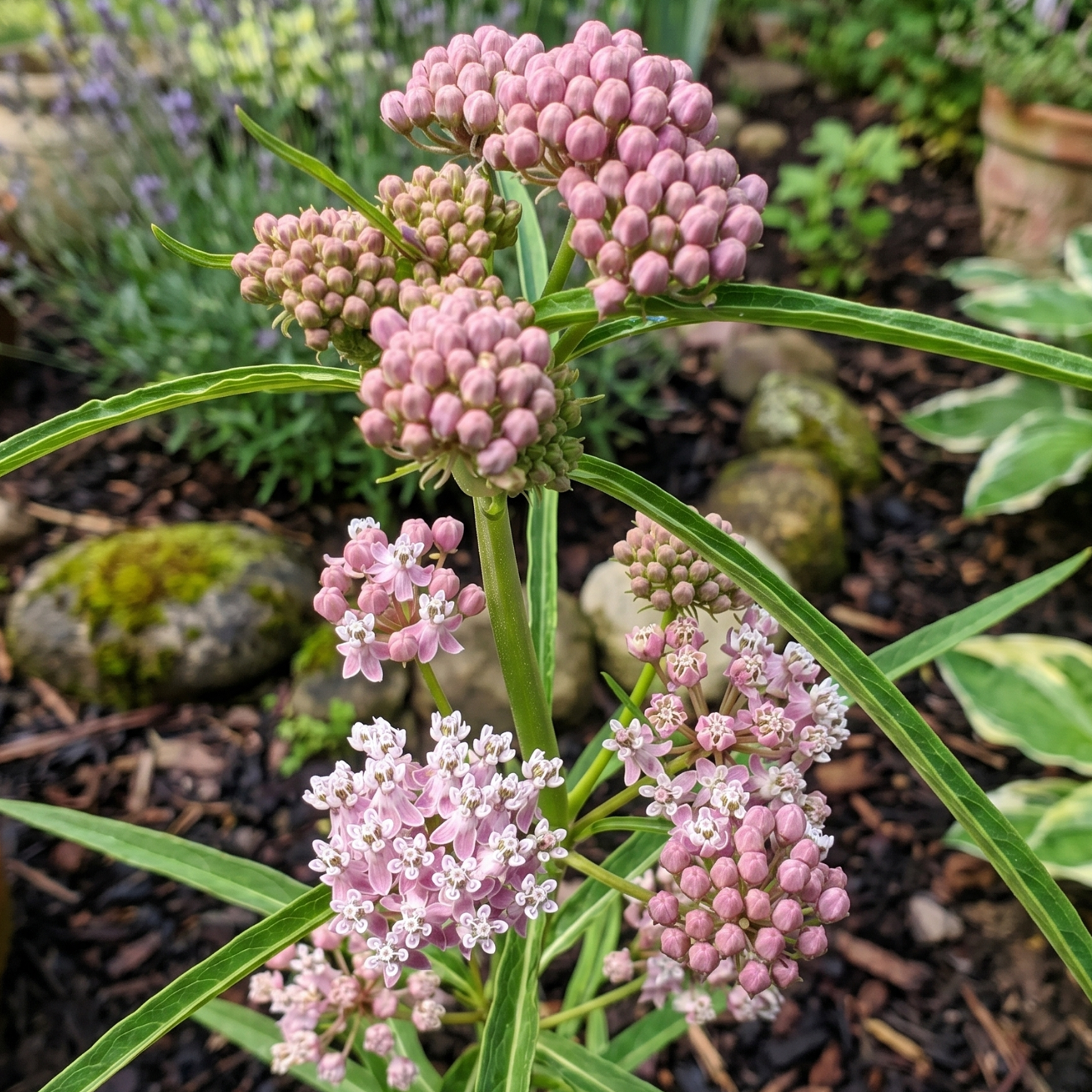 Narrowleaf Milkweed