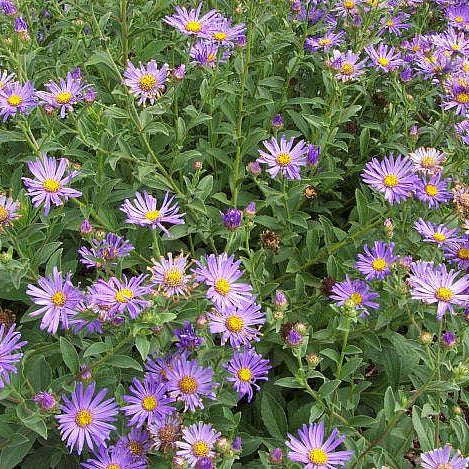 Monch Frikart's Aster
