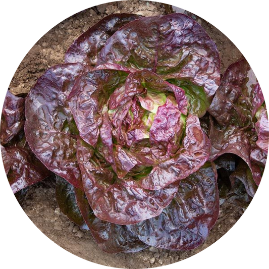 Alkindus Butterhead Lettuce