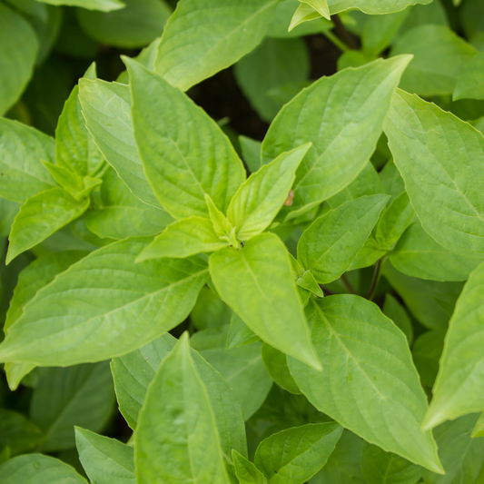 Spicy Bush Basil