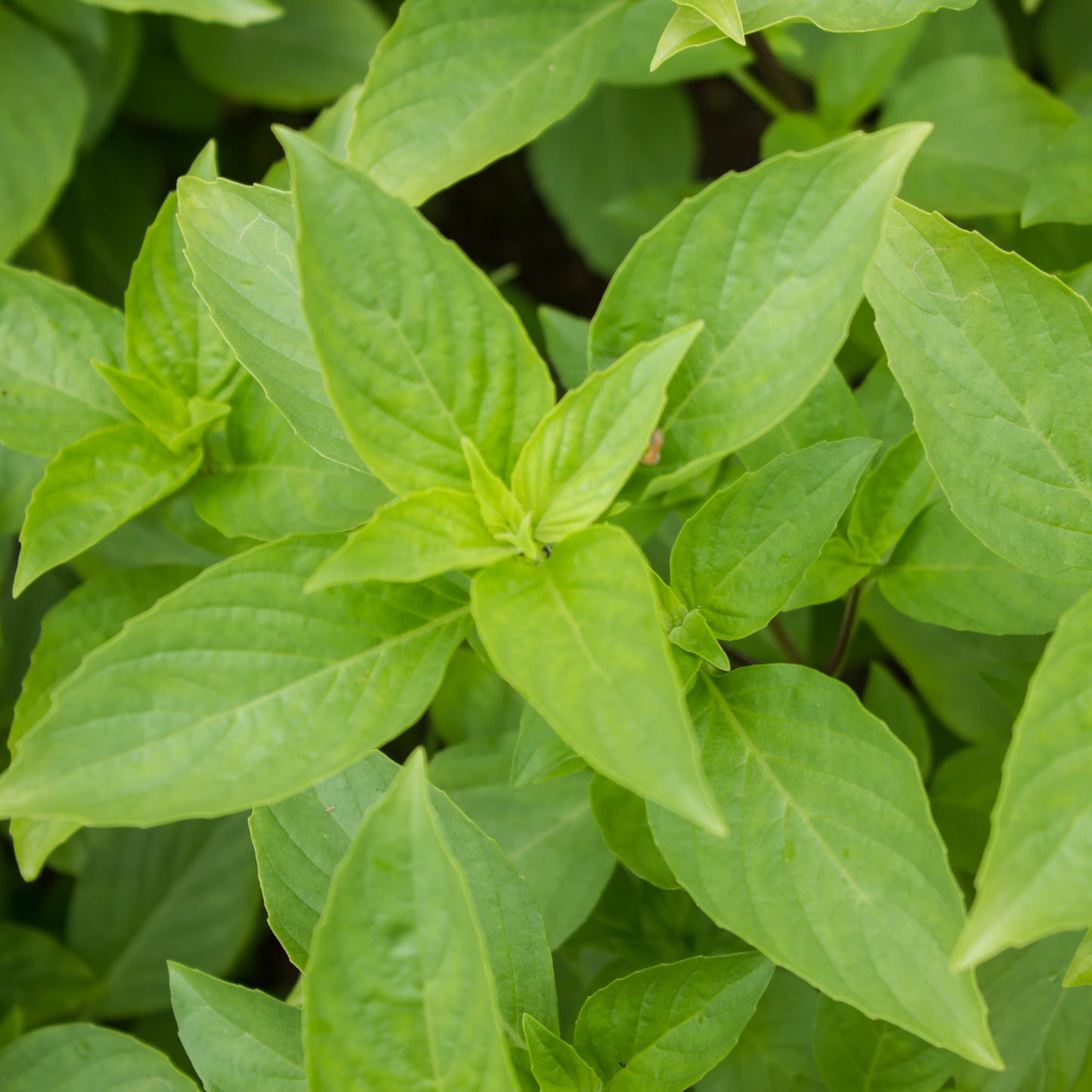 Spicy Bush Basil