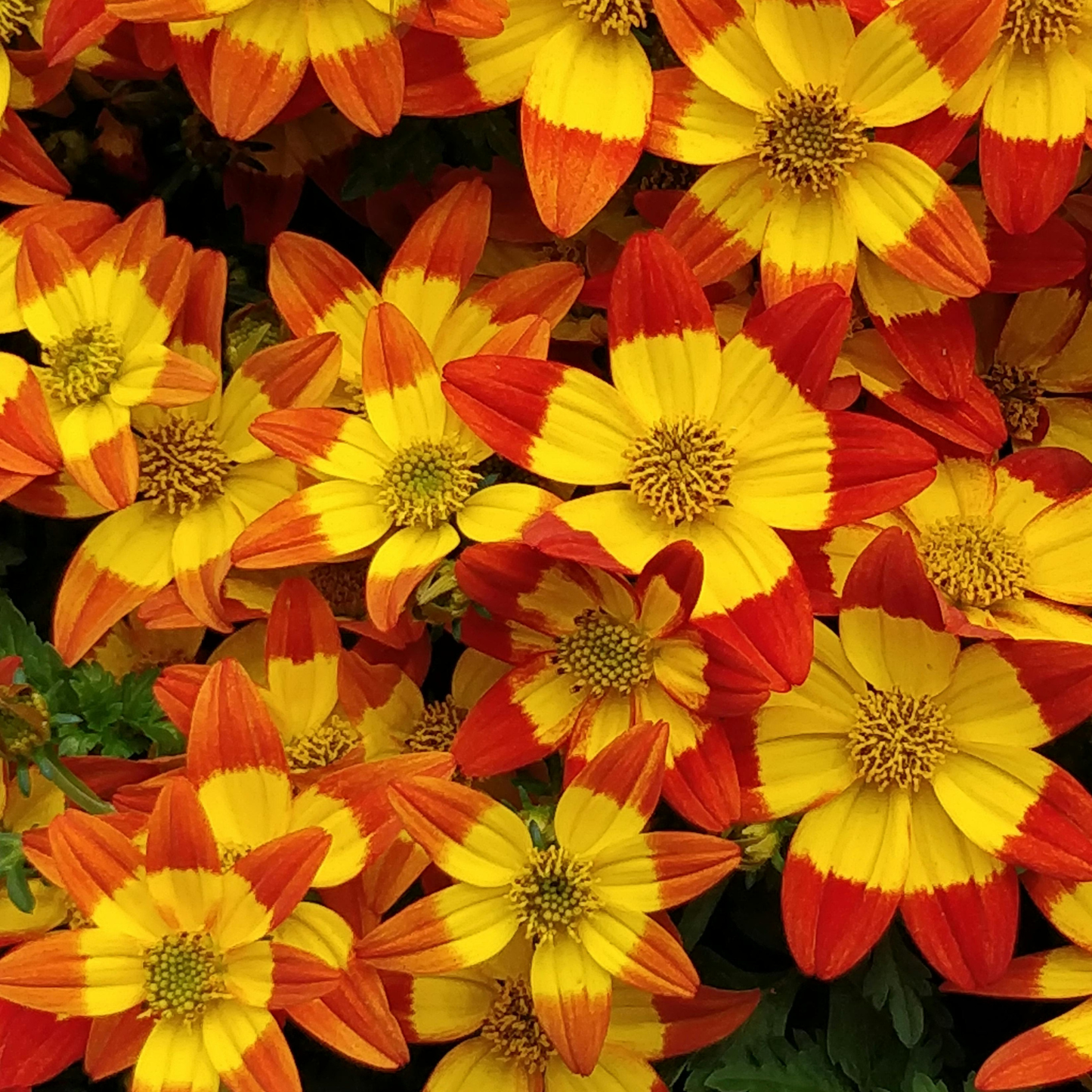 Bidy Boom Wildfire Bidens