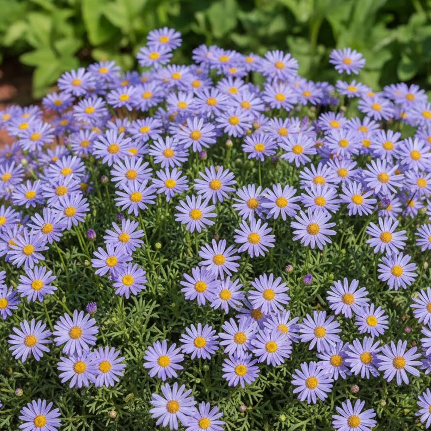 Blue Swan River Daisy