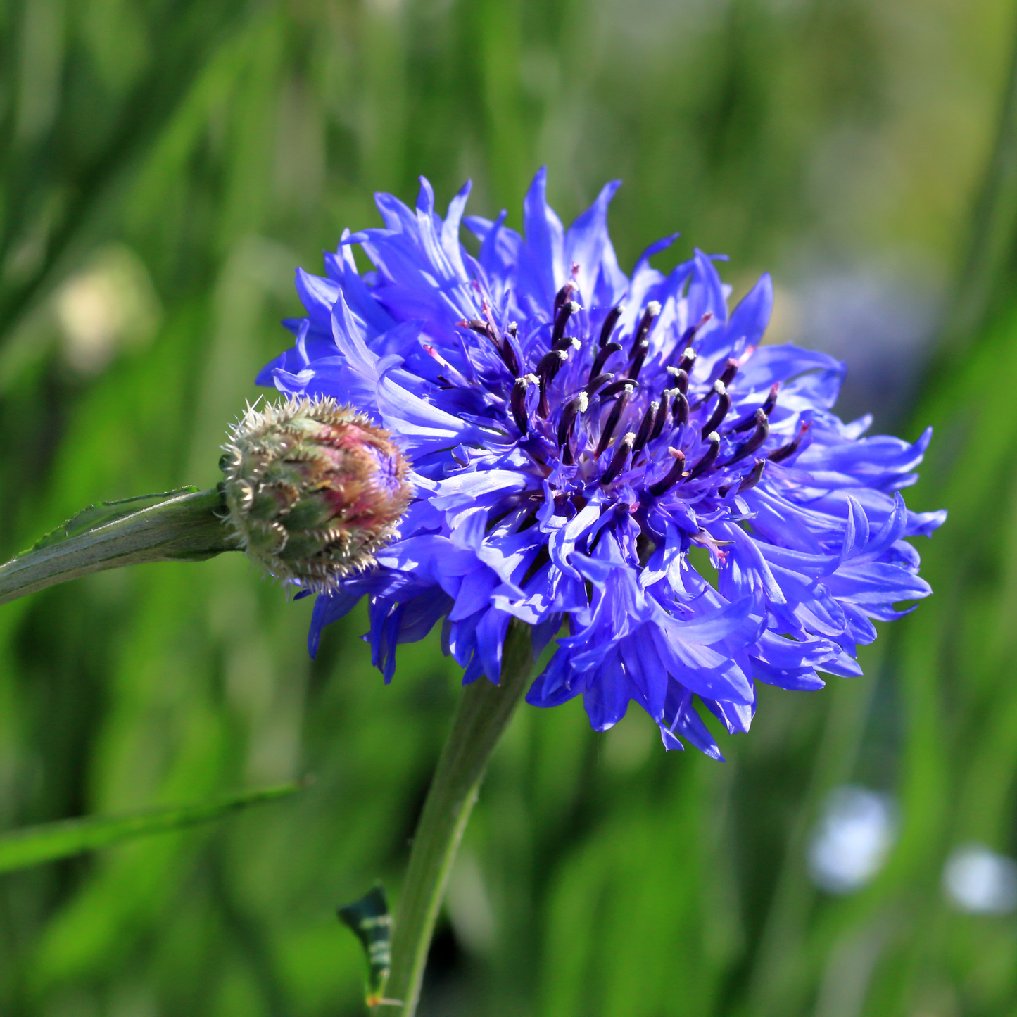 Bachelor's Button, 4" plant