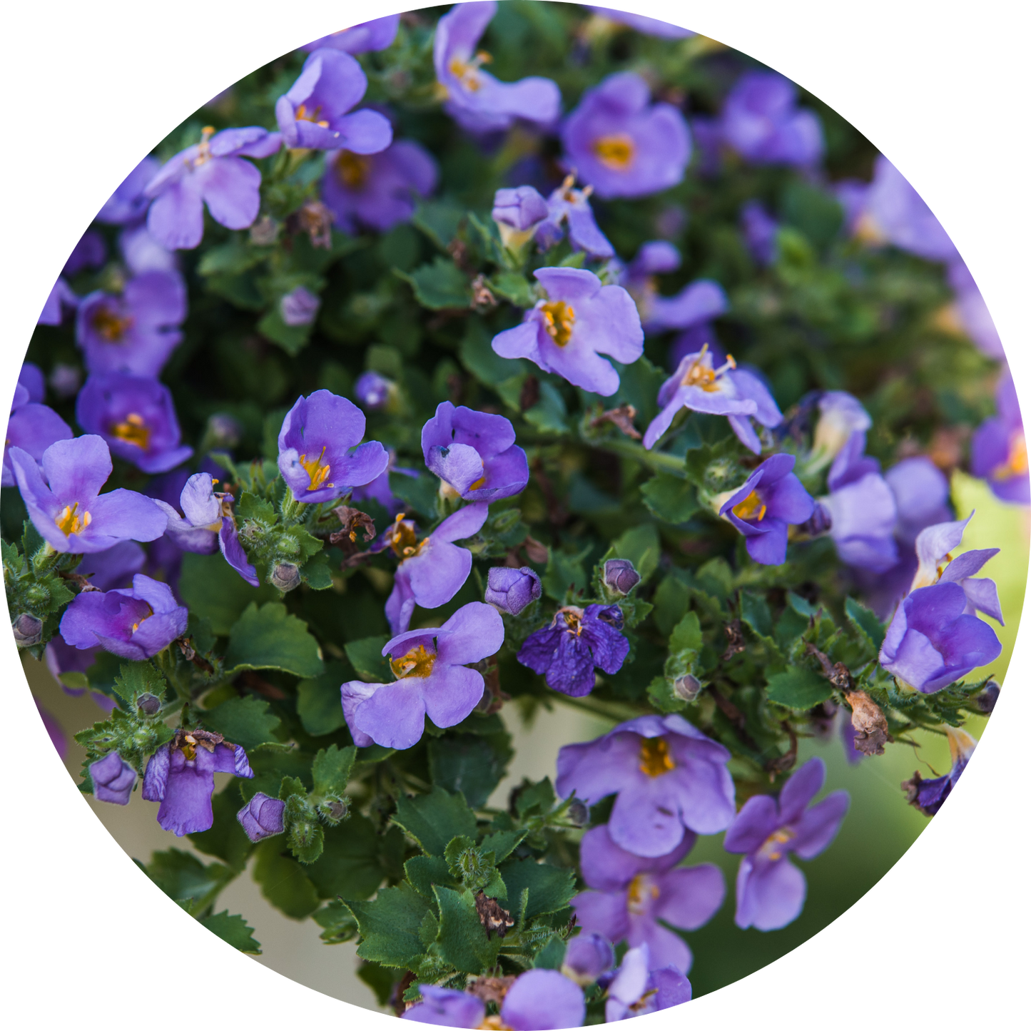 Bacopa "Blue Floral"
