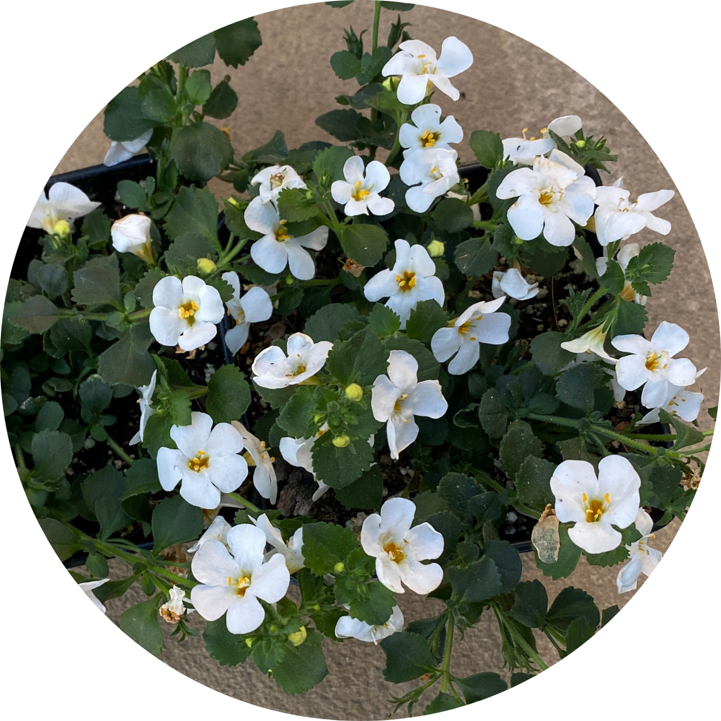 Bacopa "White Floral"