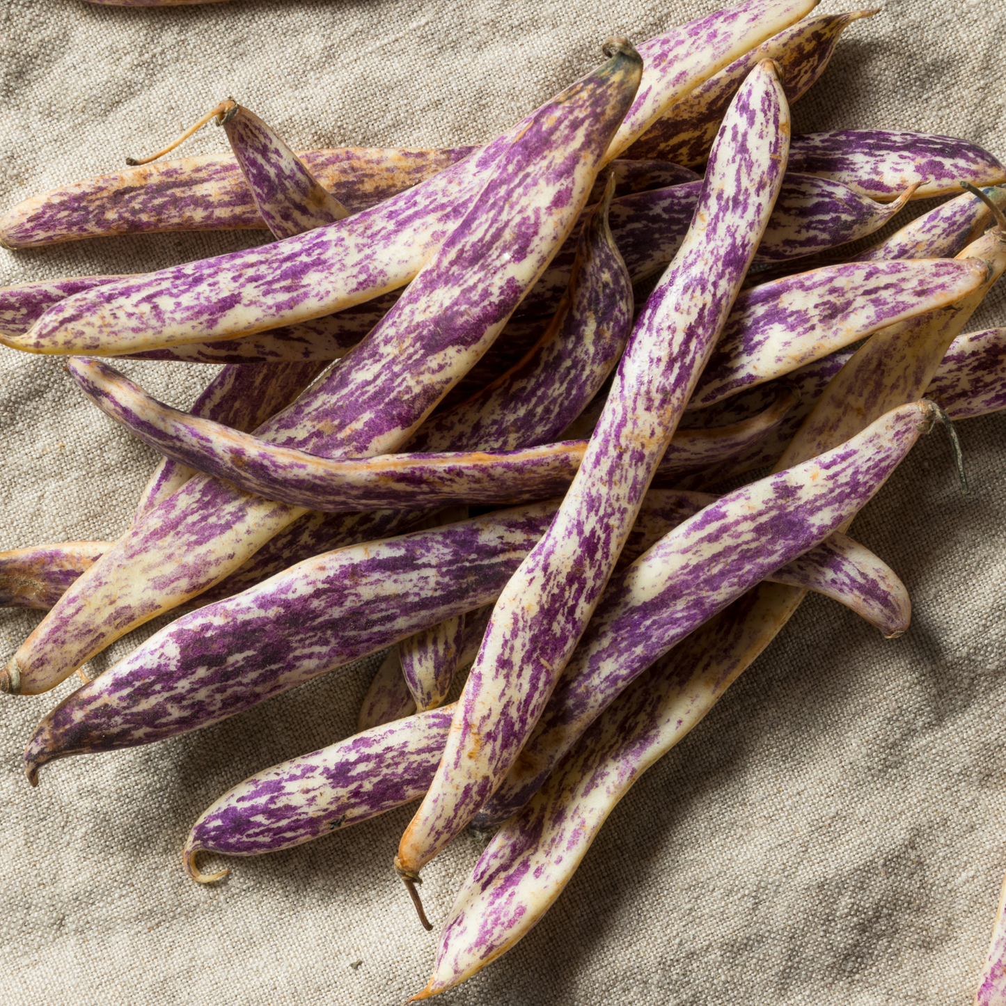 Dragon Langerie Bean, 6 plants