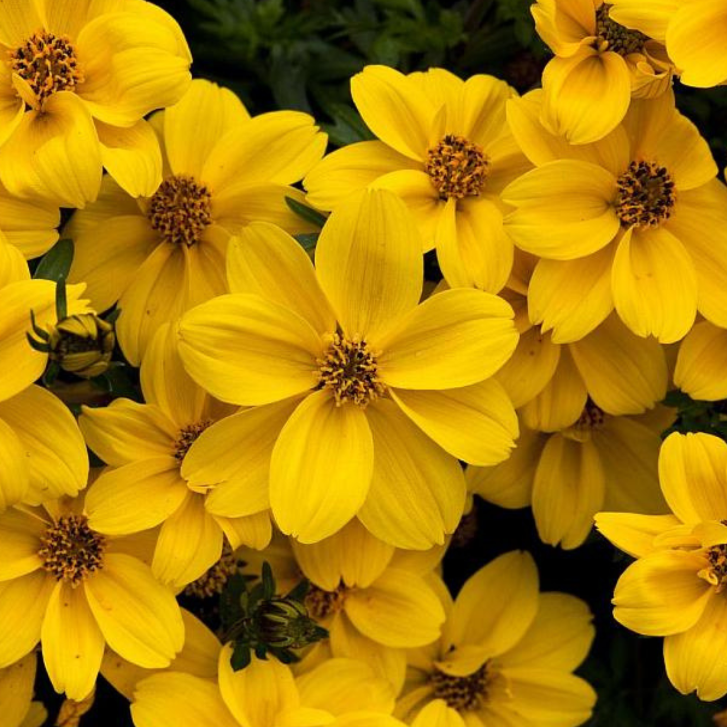 Yellow Sunshine Bidens