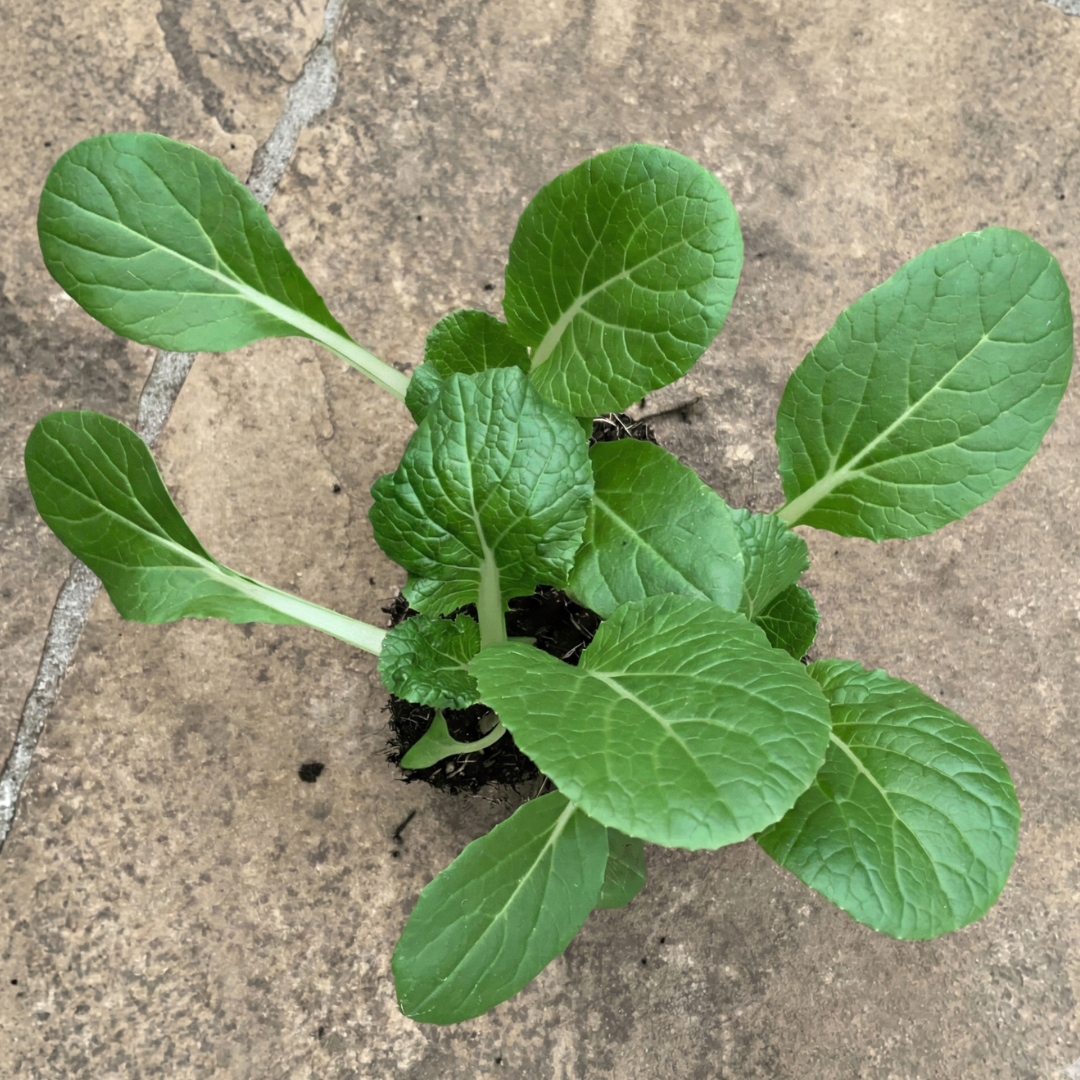 Bopak Pac Choi