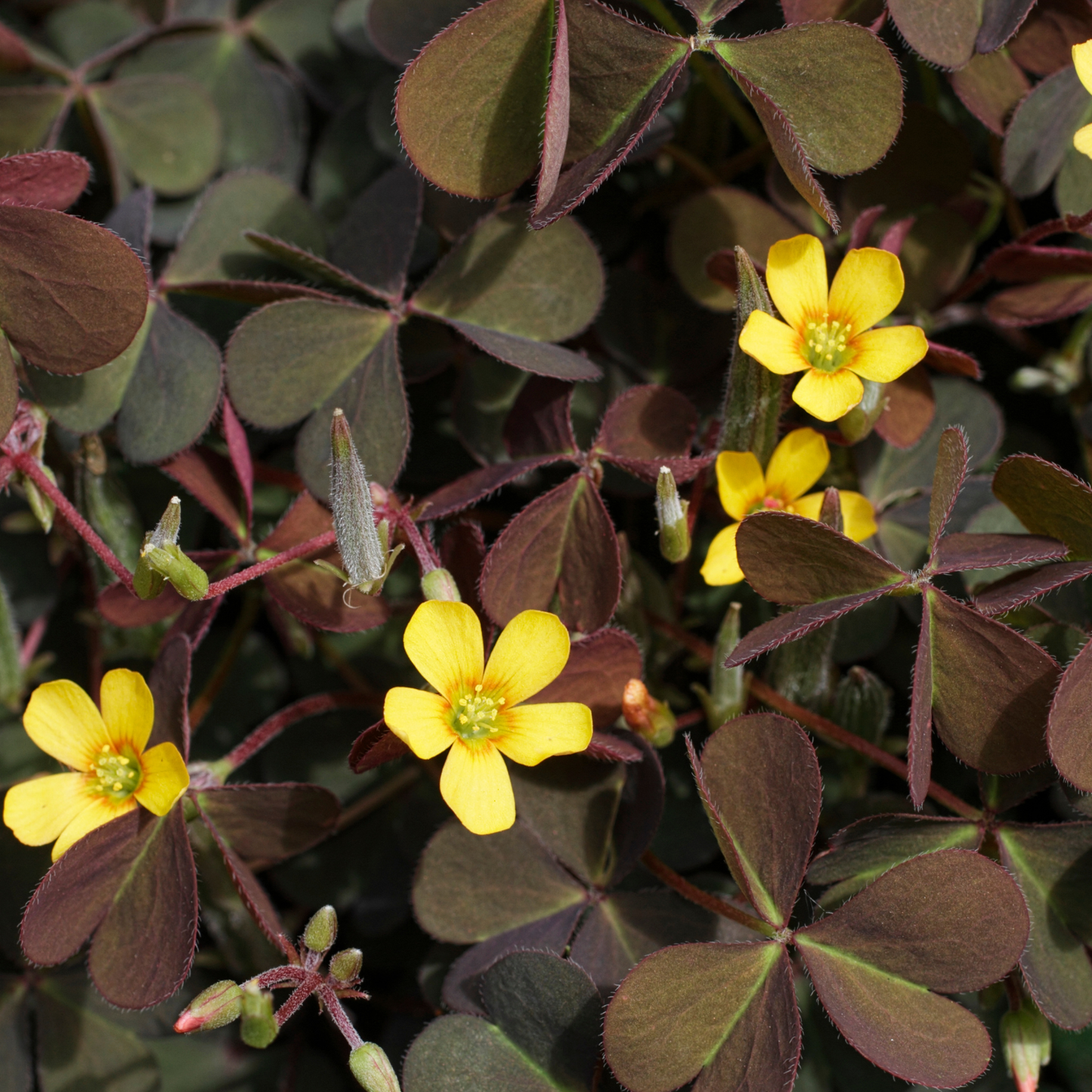 Burgundy Oxalis