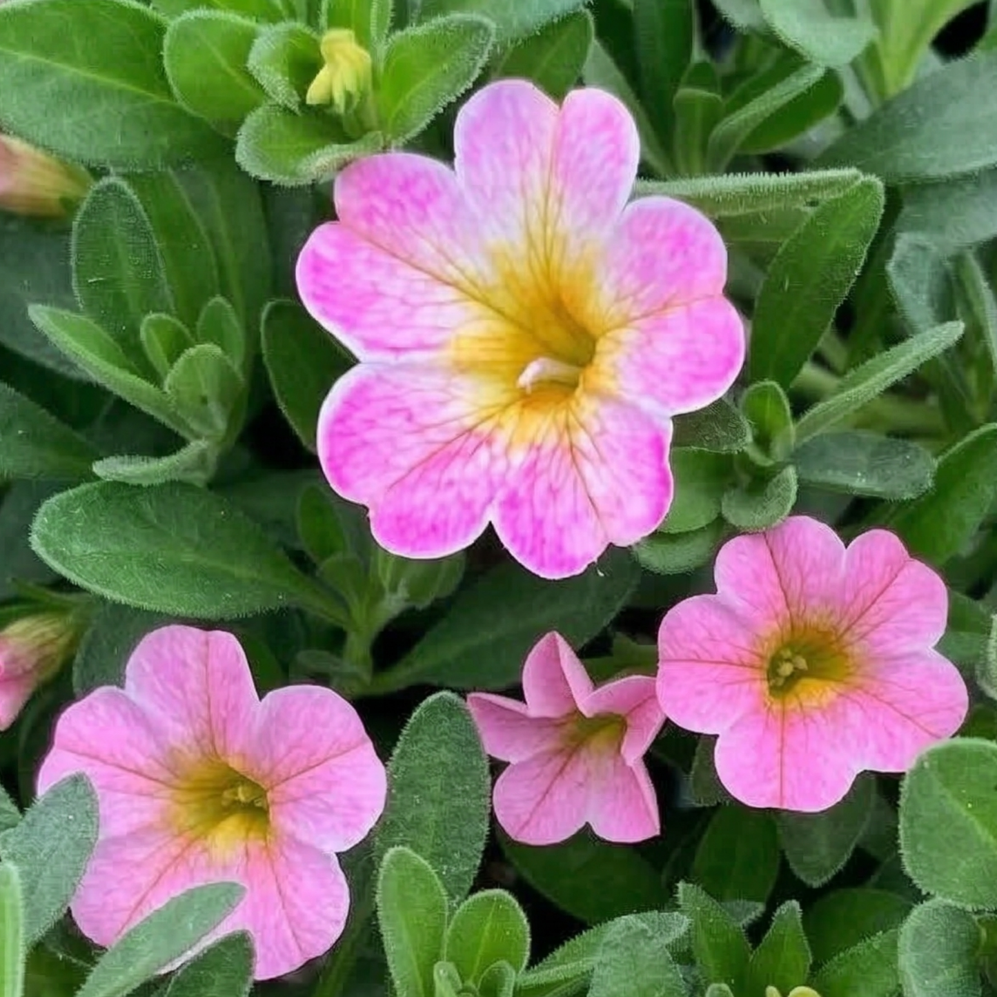 Pink Radiance MiniFamous Uno Calibrachoa