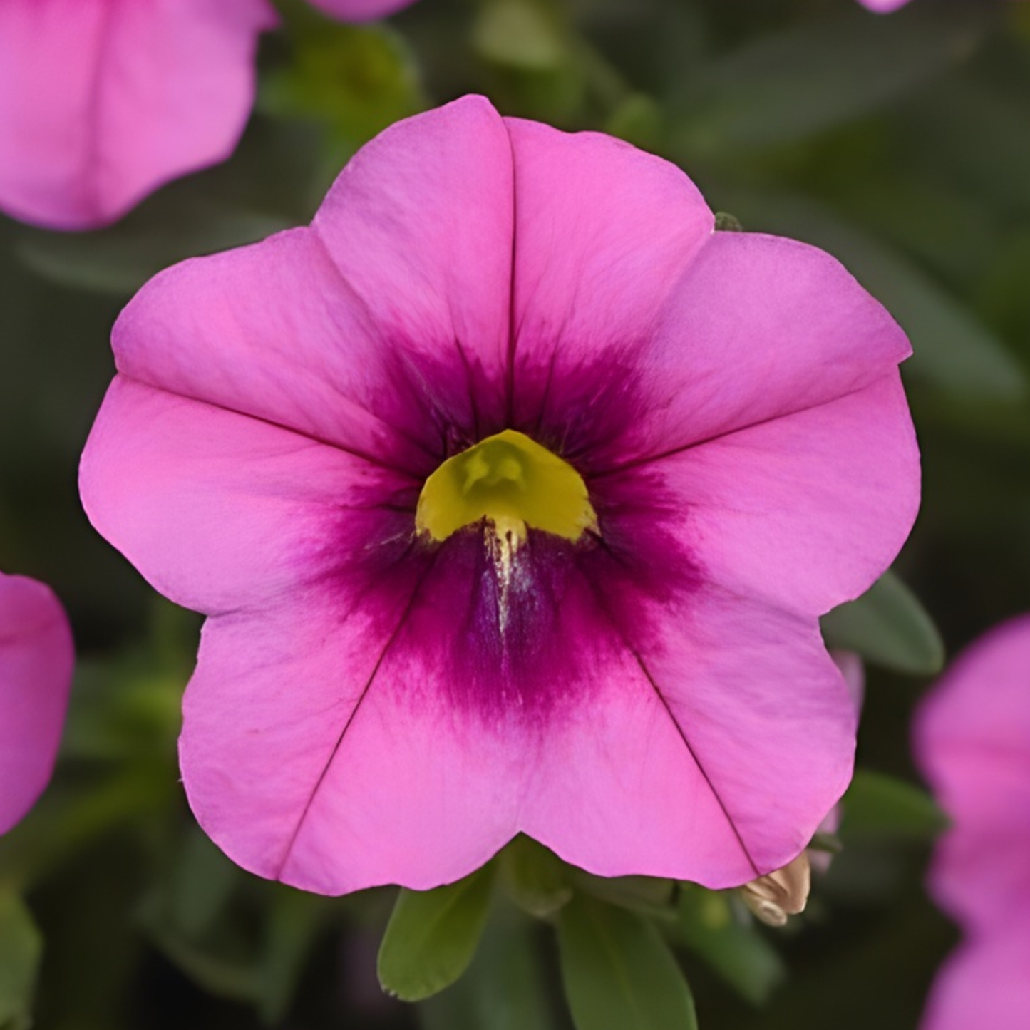 Rose Eye Million Bells