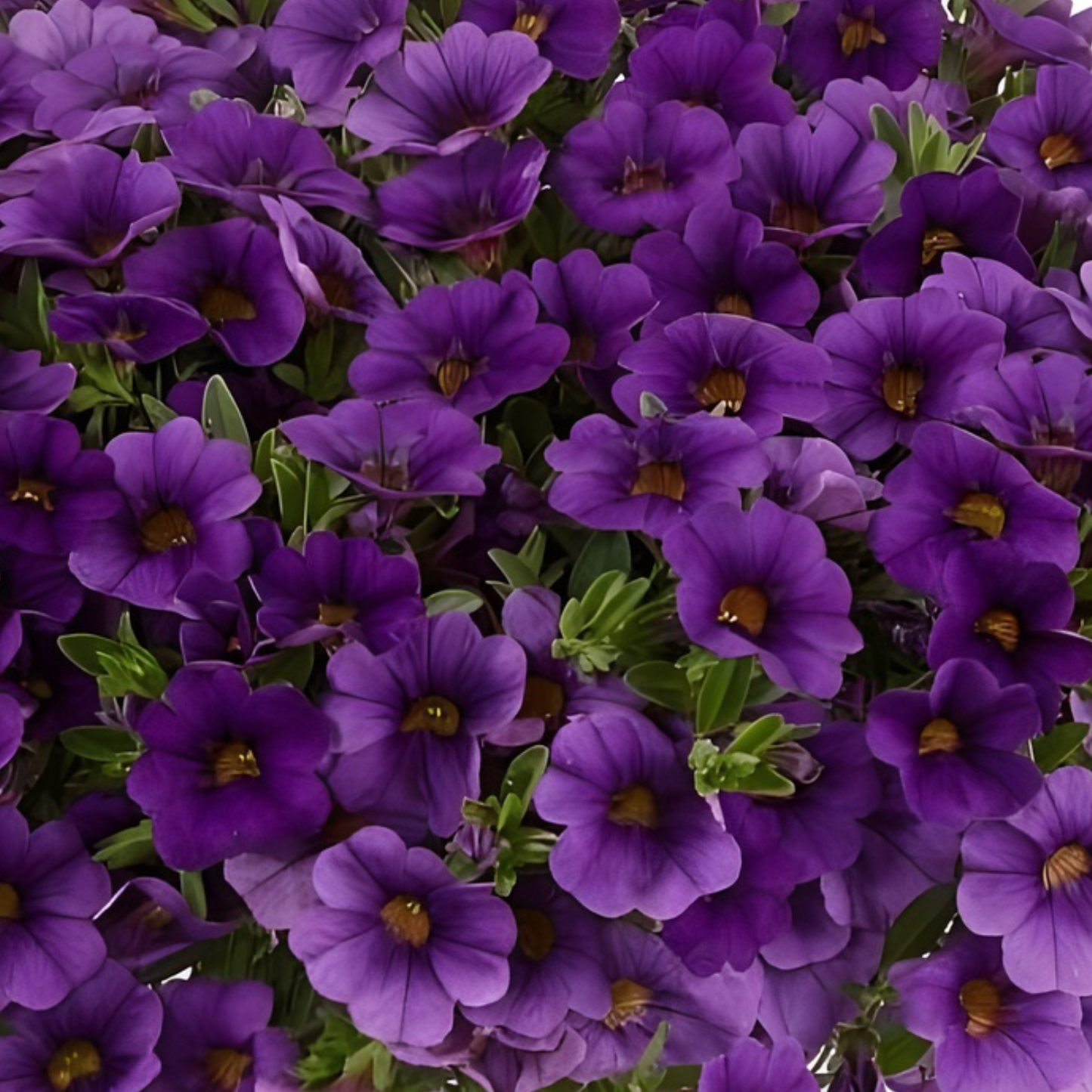 Lia Blue Calibrachoa
