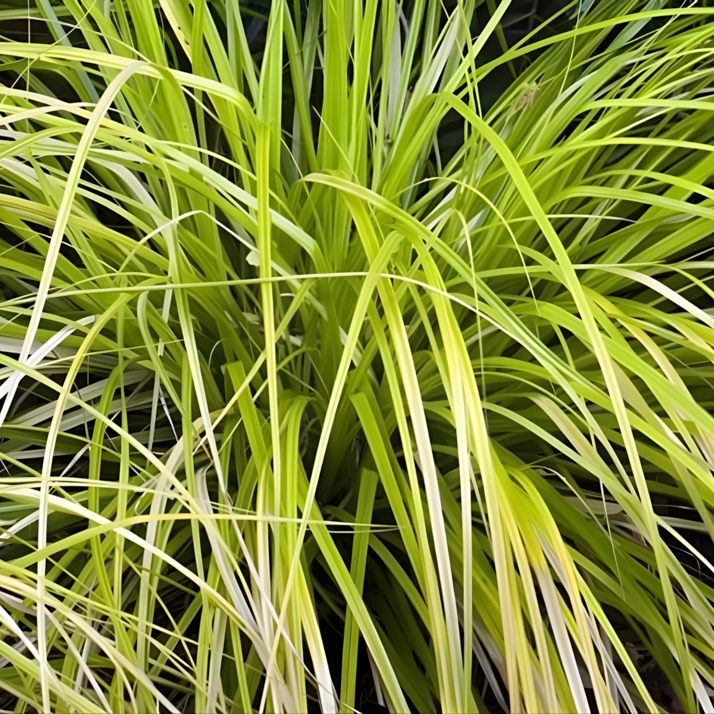 Everillo Carex Evercolor