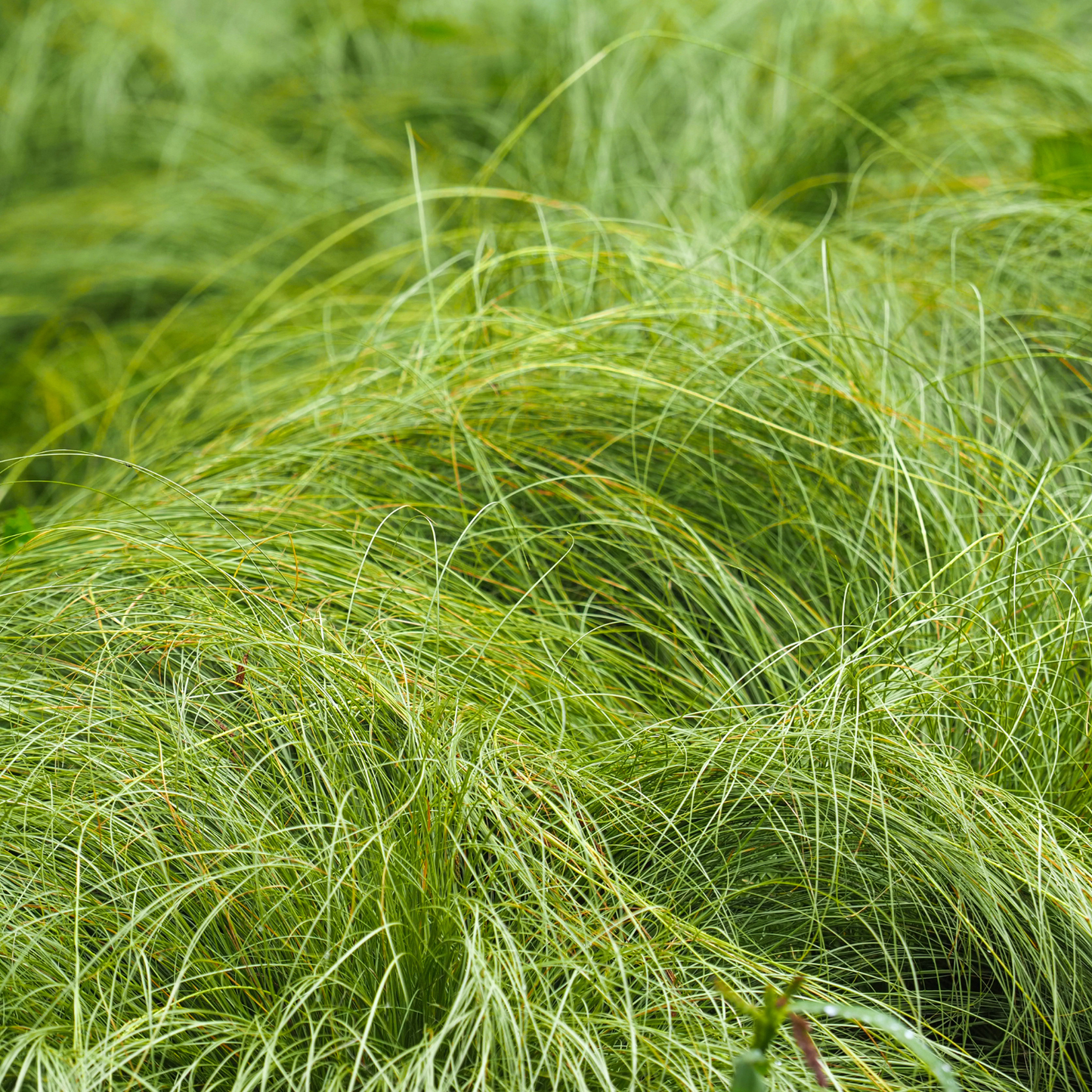 Praegracilis Carex