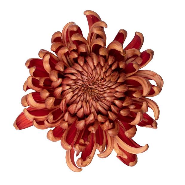 Cosmo Bronze Chrysanthemum