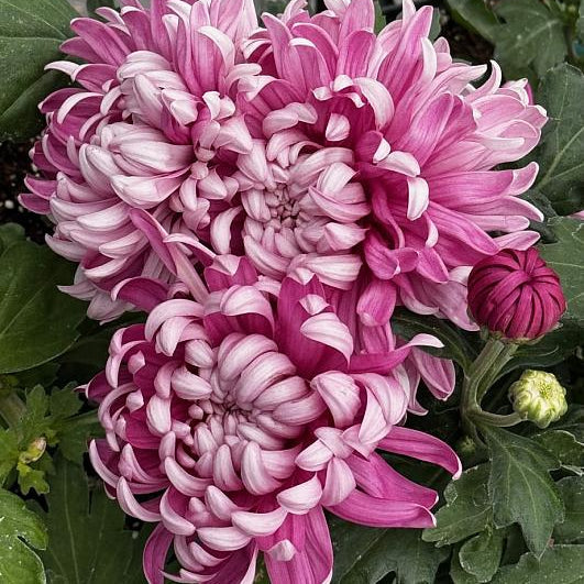Cosmo Purple Chrysanthemum