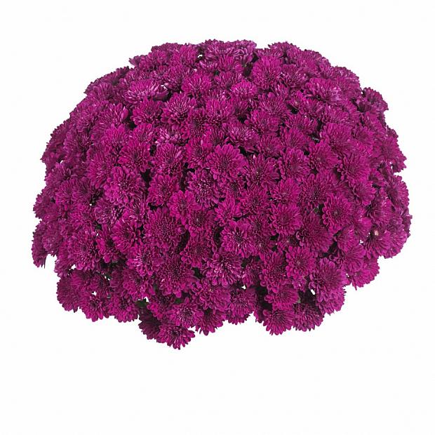 Lagoon Purple Chrysanthemum
