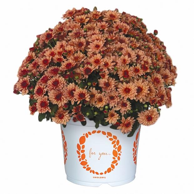 Lively Peach Bicolor Chrysanthemum