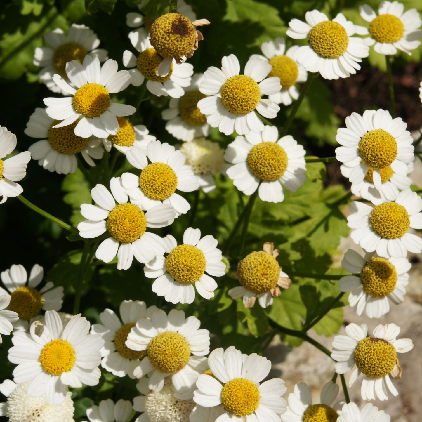 Golden Feverfew Chrysanthemum