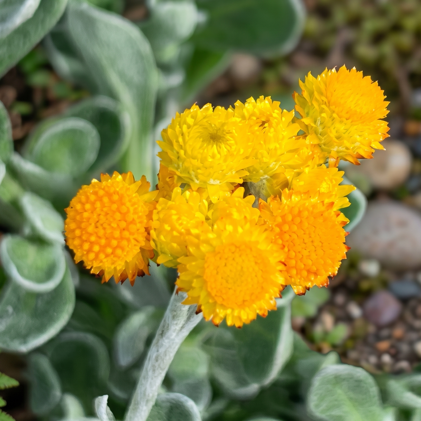 Desert Flame Golden Everlasting