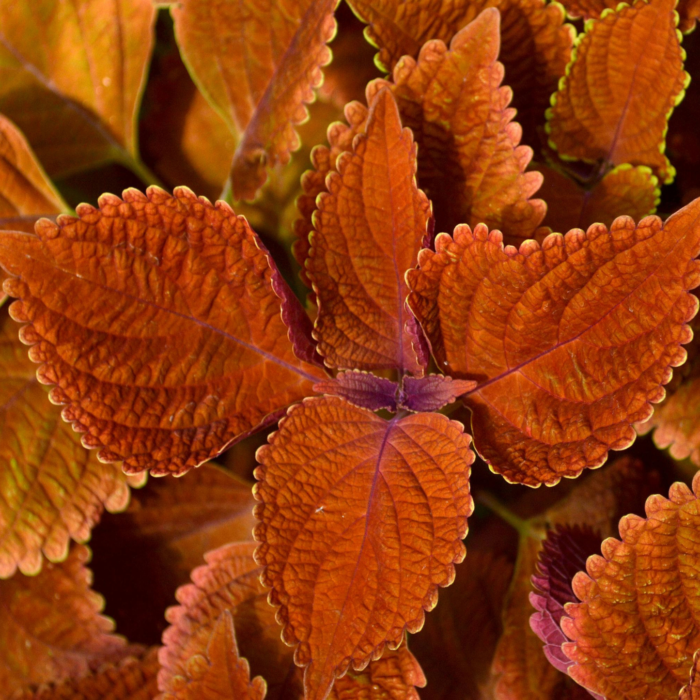 Rustic Orange Coleus