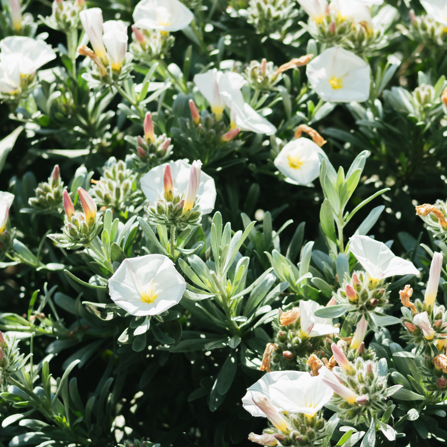 Cneorum Convolvulus