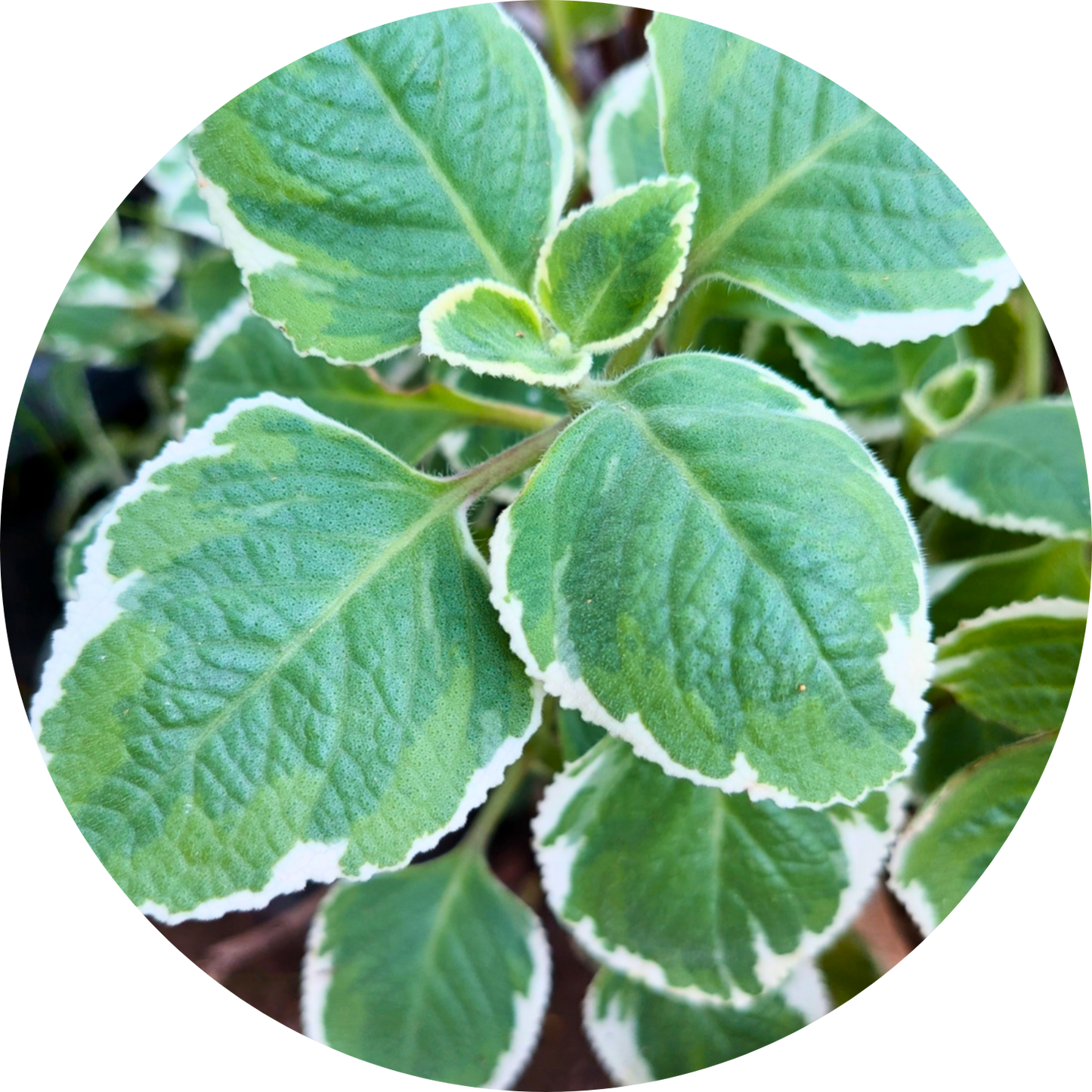 Cuban Oregano (4")