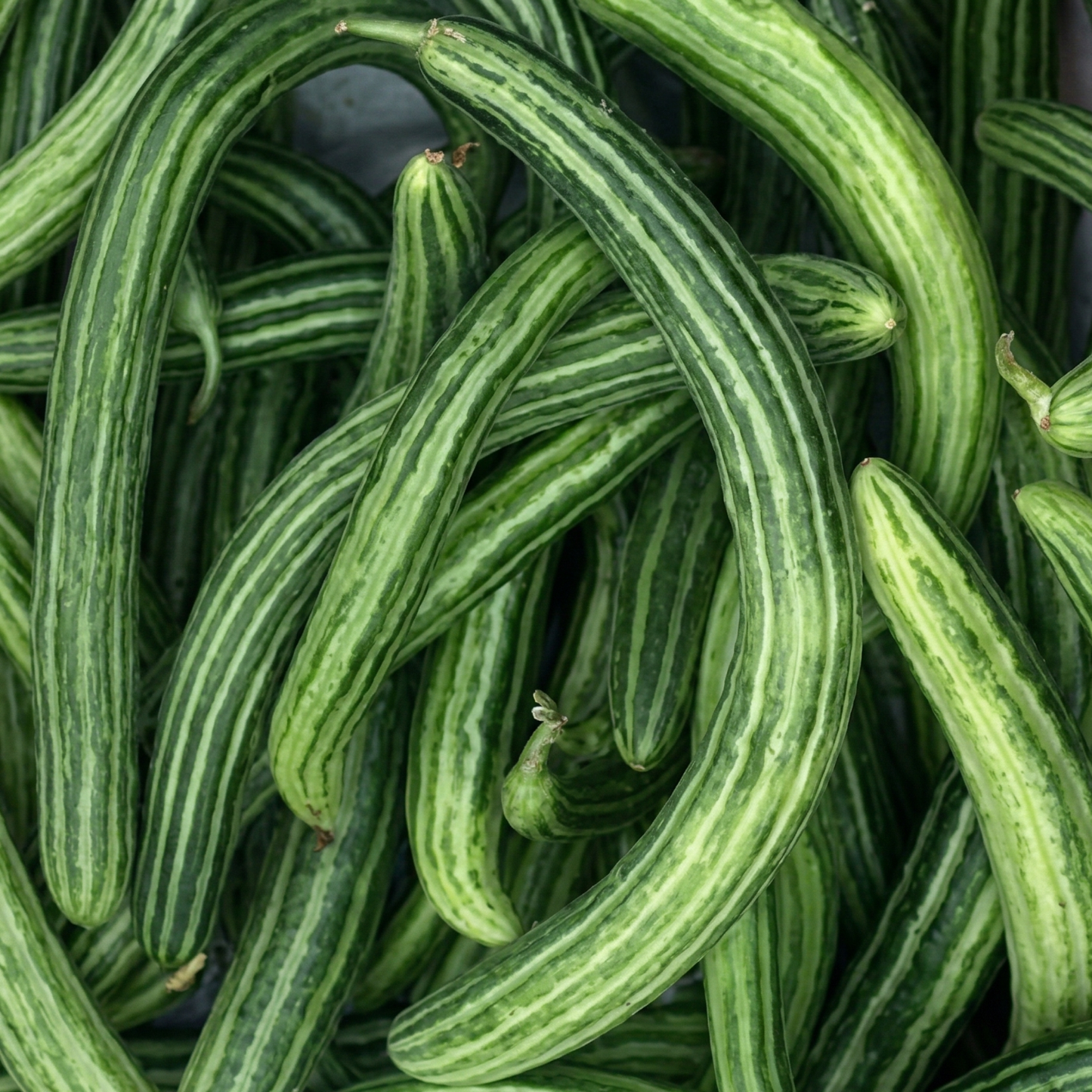 Striped Armenian Cucumber