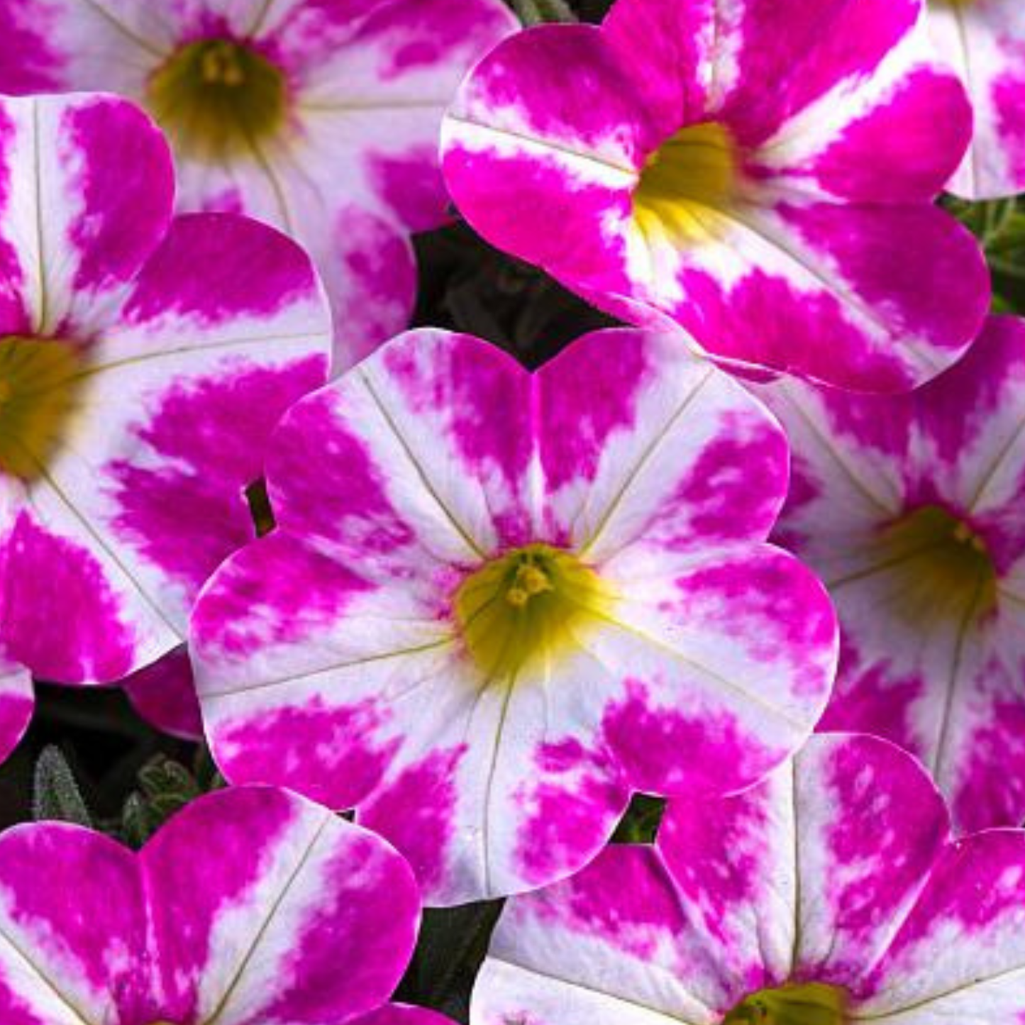 Milky Pink Calibrachoa Candy Shop