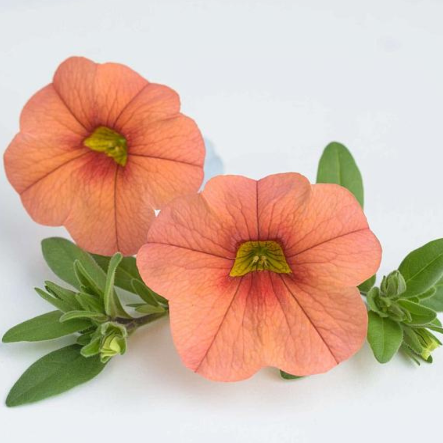 Melon Calibrachoa Lia