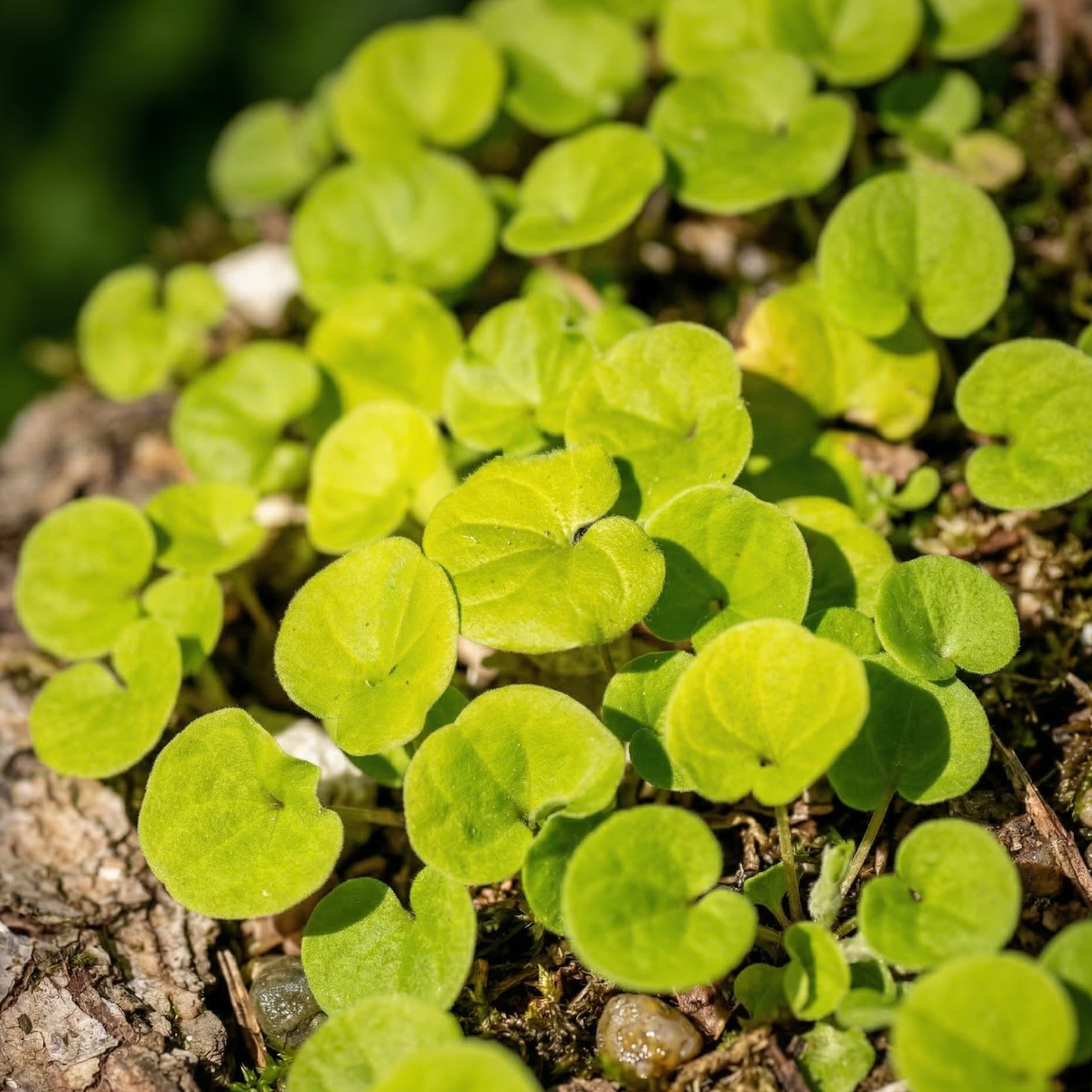 California Ponysfoot Dichondra
