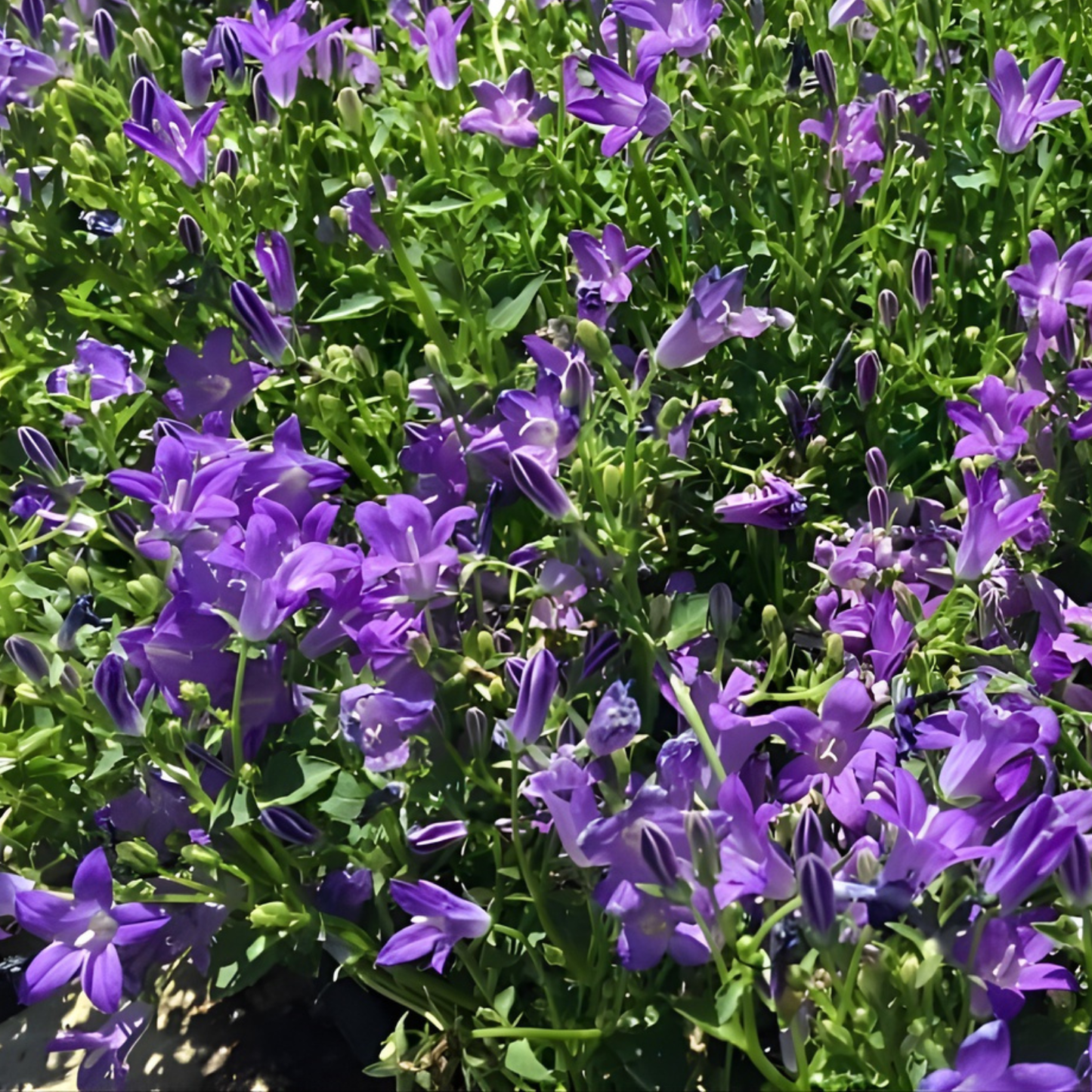 Birch Hybrid Campanula