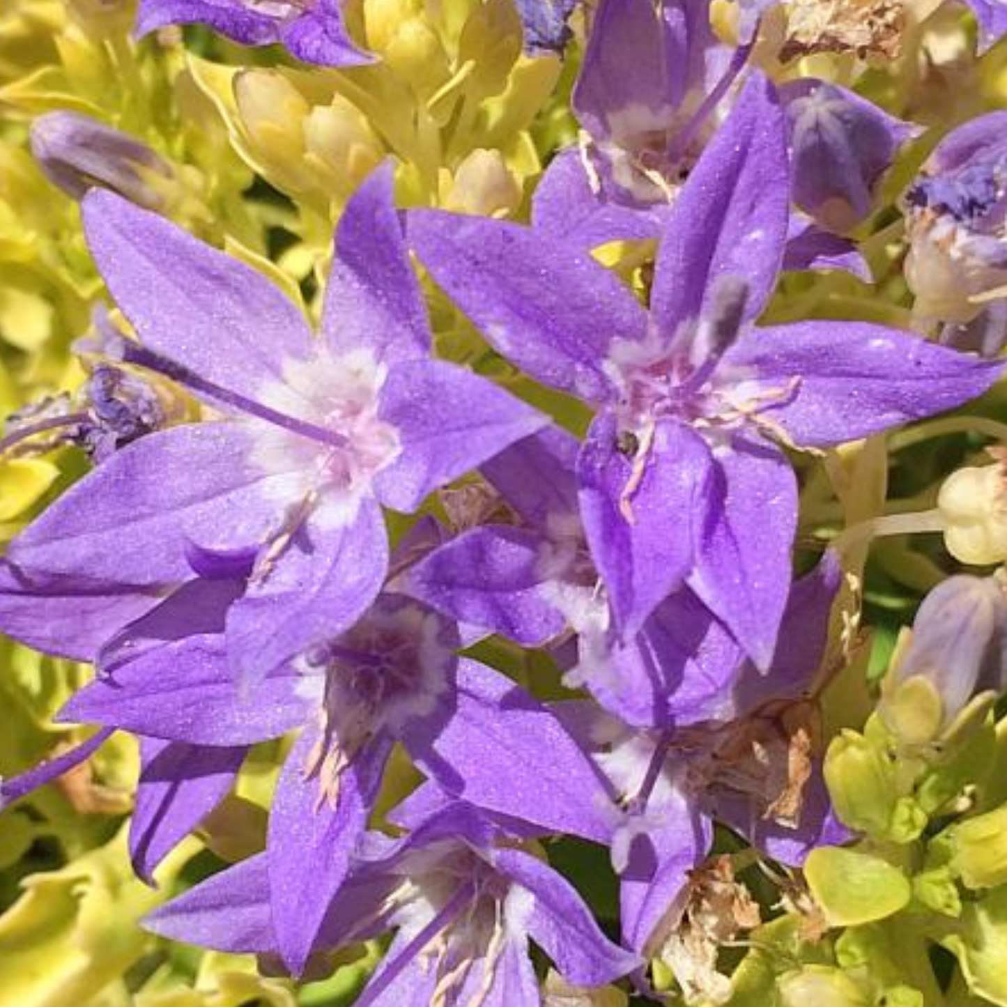 Dickson's Gold Campanula